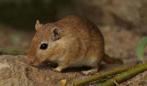 涿州吃瓜鼠,揭秘当地特色美食背后的故事
