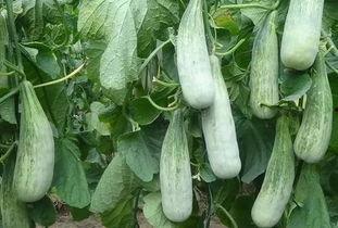 山东费县吃瓜事件,一场网络热议背后的真相与反思