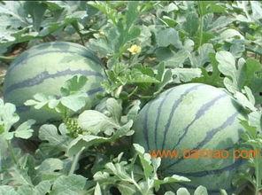 山东费县吃瓜事件,一场网络热议背后的真相与反思