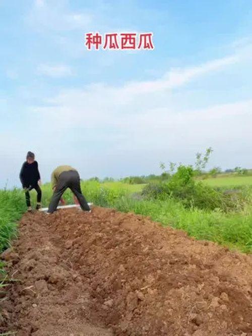 坐等吃自己的瓜,坐等吃自己的瓜，见证成长与蜕变