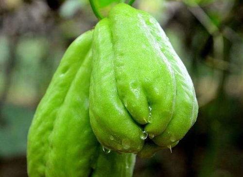 佛手瓜可以配什么菜吃,探索美味佳肴新选择