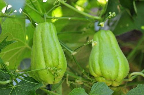 佛手瓜可以配什么菜吃,探索美味佳肴新选择