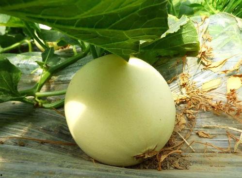 吃瓜在哪下载,轻松获取热门资讯，畅享娱乐盛宴