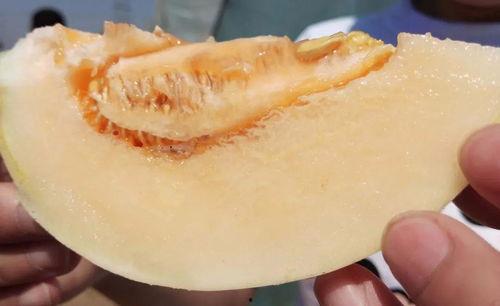 吃瓜在哪下载,轻松获取热门资讯，畅享娱乐盛宴