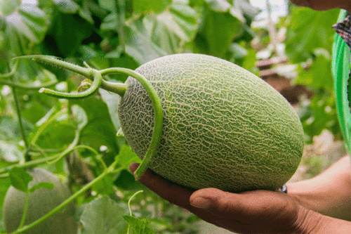 吃瓜在哪下载,轻松获取热门资讯，畅享娱乐盛宴