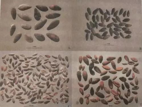 古代穿越吃瓜,古代穿越者的吃瓜日常