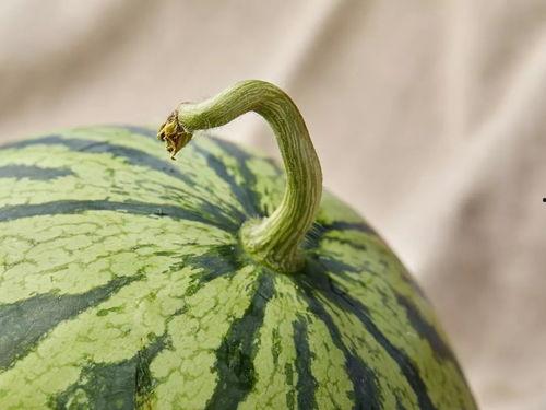 指人吃瓜,揭秘网络热议背后的真相与趣味