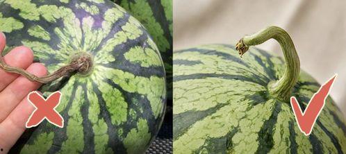 香港吃瓜网站有哪些,揭秘网络八卦风云