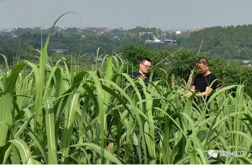 甘蔗哈密瓜可以一起吃吗,甘蔗与哈密瓜同食的适宜性探讨