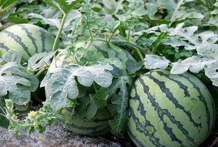 河北文旅吃瓜,吃瓜群众揭秘美食背后的故事