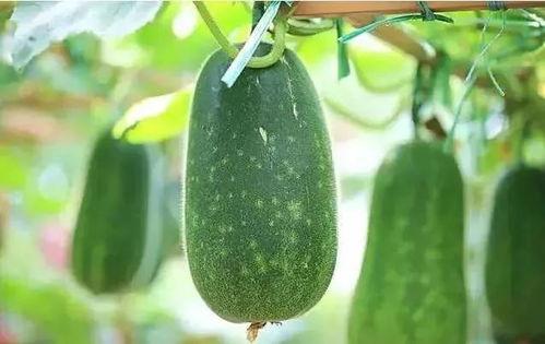 河北文旅吃瓜,吃瓜群众揭秘美食背后的故事