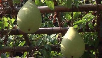 风公子吃瓜,揭秘娱乐圈那些不为人知的幕后故事