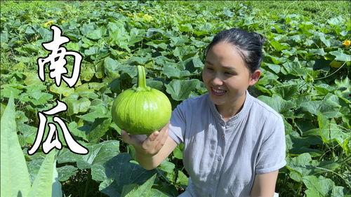 私家瓜怎么吃,解锁夏日清新美味