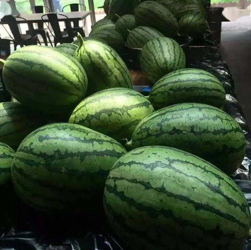 光着膀子吃瓜,光膀子吃瓜，畅享清凉时光