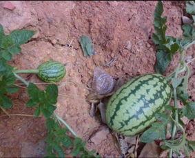 长门吃瓜,揭秘娱乐圈背后的秘密与八卦