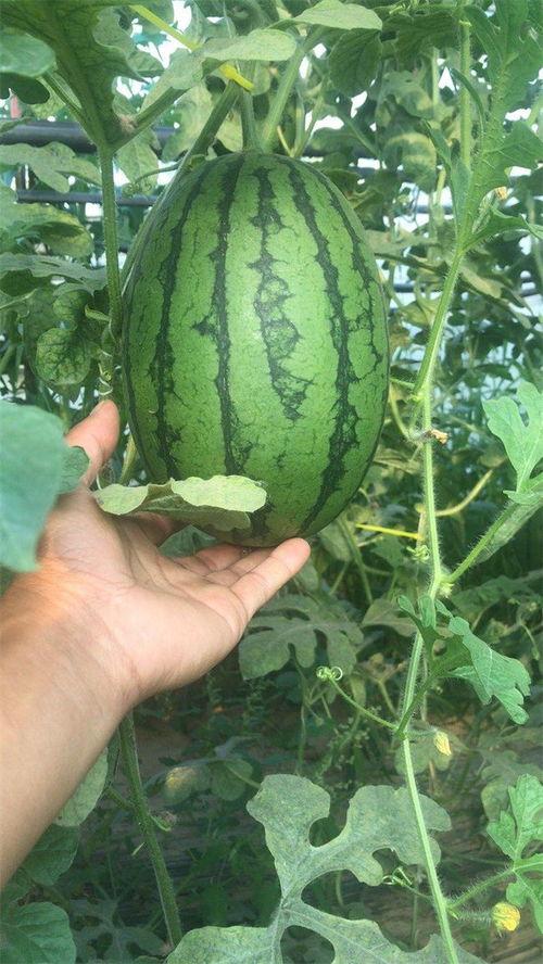 长门吃瓜,揭秘娱乐圈背后的秘密与八卦