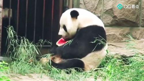 史上最大的吃瓜群众是谁,揭秘全民围观背后的网络现象