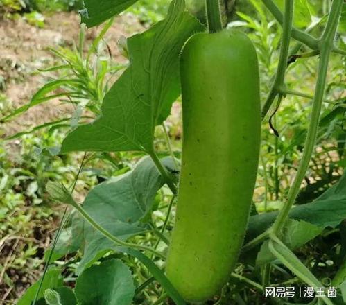 晚上有瓜吃吗,揭秘晚上的美食诱惑