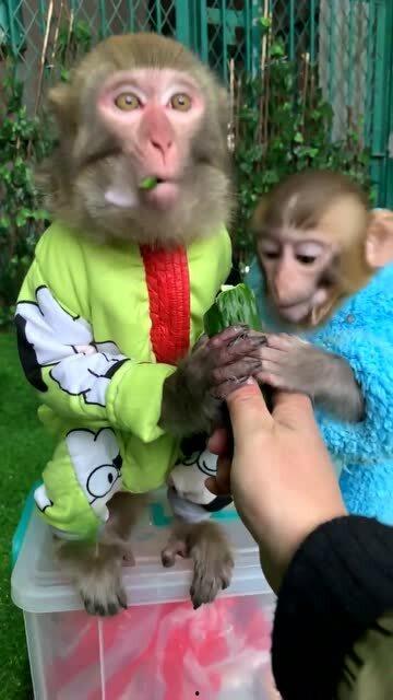 小猴子吃瓜365,趣味横生的夏日瓜果盛宴