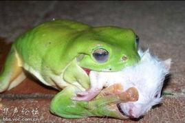 吵架现场吃瓜青蛙,吃瓜青蛙的视角揭秘