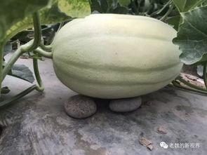 吃瓜视频怎么找