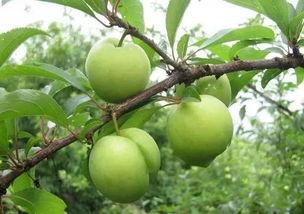 吃李子瓜的季节