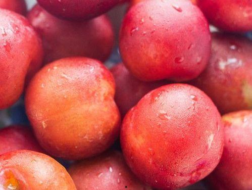 吃李子瓜的季节