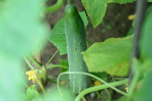 天太热了吃瓜群众,吃瓜群众欢度清凉时光