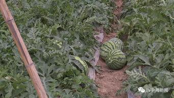 吃瓜群众上线滕州,揭秘滕州那些事儿