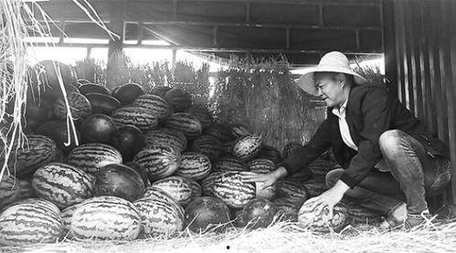 沁阳吃瓜群众事件最新,揭秘网络舆论风暴背后的真相