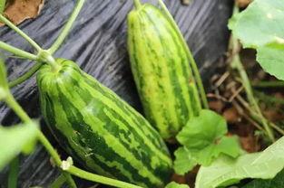 在线吃瓜的寓意,吃瓜群众如何演绎现代版“看客”现象