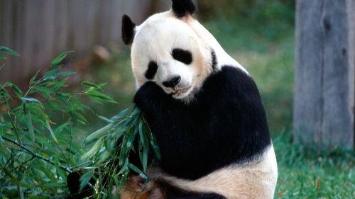 大熊猫渝爱洗澡吃瓜群众,萌态十足引网友热议