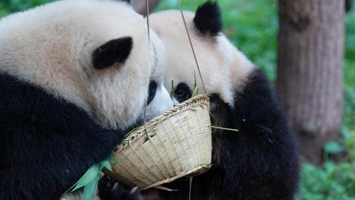 大熊猫渝爱洗澡吃瓜群众,萌态十足引网友热议