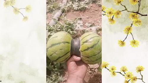 吃瓜脑袋开花,脑袋开花引发社会关注