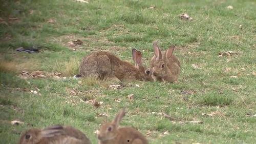 野餐兔吃瓜网,揭秘夏日美食新潮流