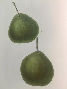 鸭梨在吃瓜,揭秘瓜界新宠儿的魅力与趣事