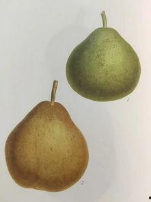 鸭梨在吃瓜,揭秘瓜界新宠儿的魅力与趣事