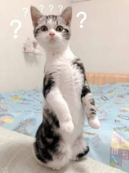 带你吃瓜猫,带你领略“带你吃瓜猫”的独特魅力