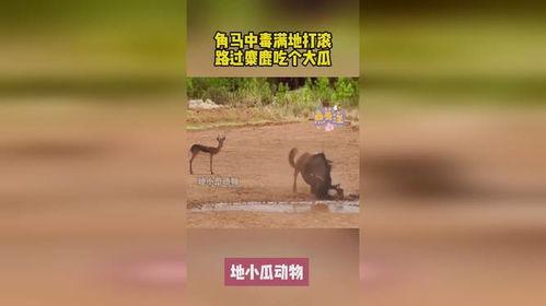 不吃鹿吃瓜,探寻另类美食之旅