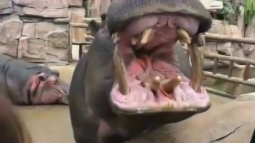 嘴巴超大的人吃瓜,瓜界奇观