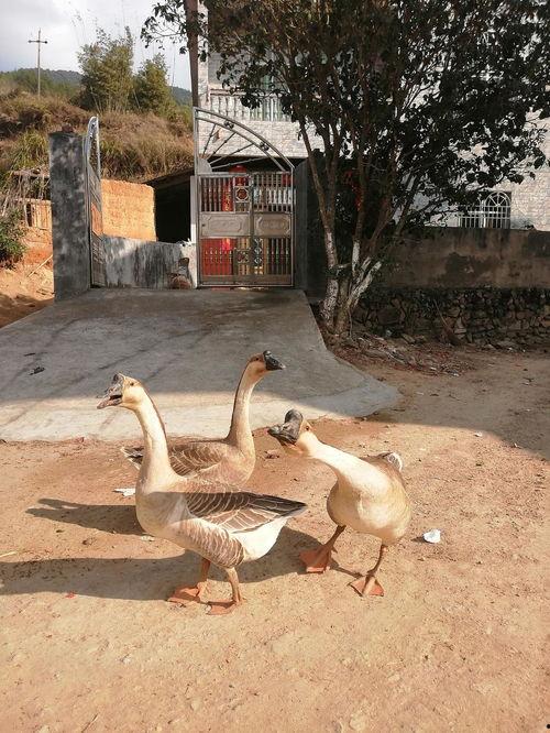 吃瓜鹅惠东,探寻美食与休闲的完美融合之旅