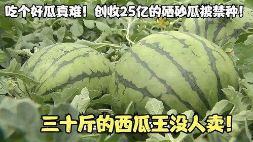 吃的瓜很难消化,揭秘消化难题背后的营养秘密