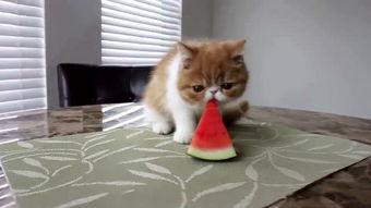 懵圈吃瓜文,揭秘娱乐圈那些让人摸不着头脑的幕后故事