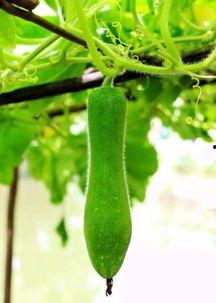 奇异吃瓜,揭秘奇特的美食世界