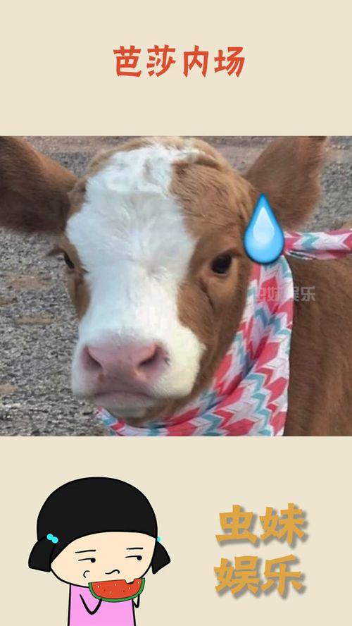 抖音吃瓜孟子,揭秘网络红人的幕后故事