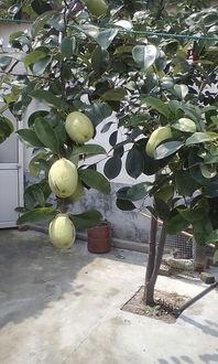 吃瓜树视频,网络热传视频背后的惊人真相