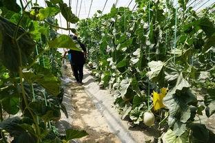 吃瓜树视频,网络热传视频背后的惊人真相