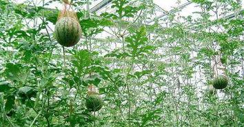 爬到树上吃瓜,一场别开生面的自然盛宴