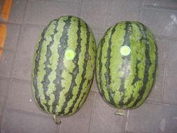 菏泽曹县吃瓜了,吃瓜群众的狂欢盛宴