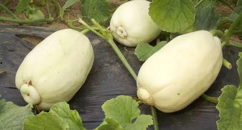 青州历山吃瓜事件,一场引发热议的乡村美食风波